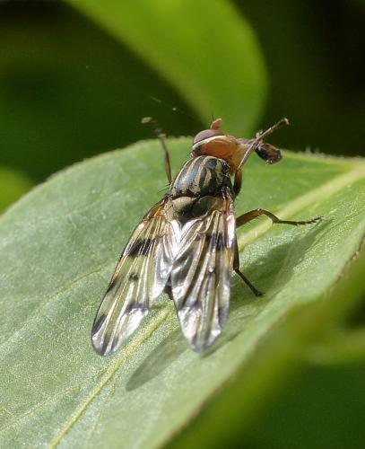Otites porcus