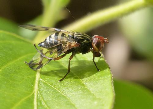 Otites porcus