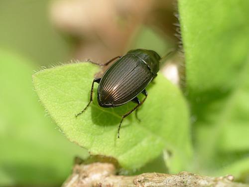 Réf. 182 876 : Amara similata