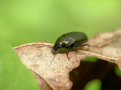 Amara similata