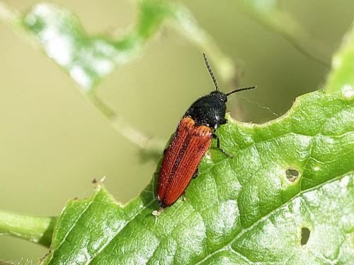 Réf. 182 793 : Ampedus sp.