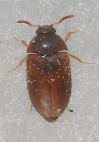 Attagenus smirnovi
