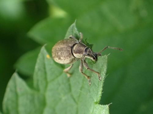 Réf. 182 095 : Peritelus sphaeroides
