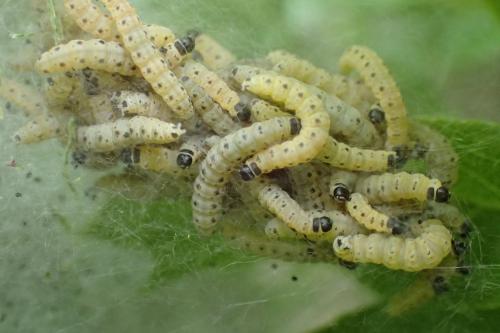 Yponomeuta sp.