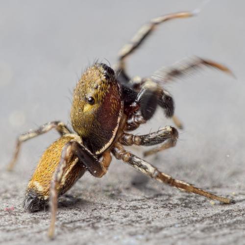 Heliophanus tribulosus