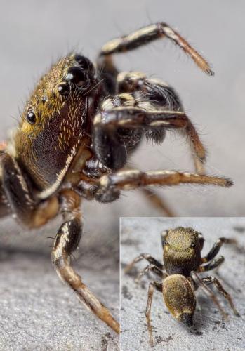 Heliophanus tribulosus
