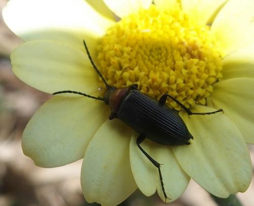 Réf. 182 331 : Heliotaurus sp.