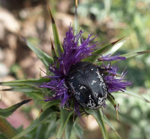 Aethiessa floralis