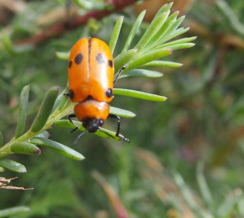 Tituboea sexmaculata