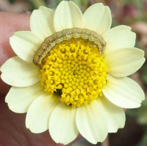 Helicoverpa armigera