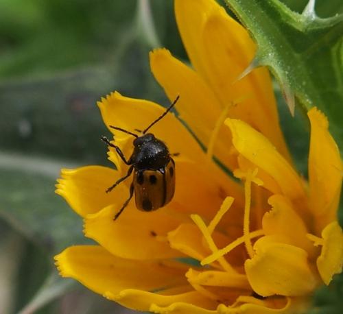 Réf. 182 075 : Cryptocephalus rugicollis