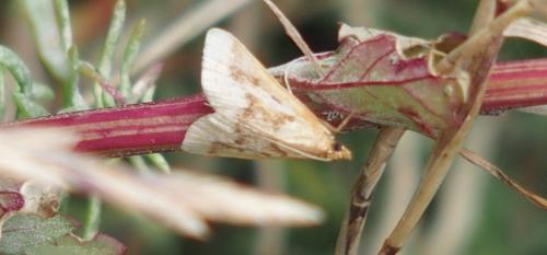 Réf. 182 073 : Palepicorsia ustrinalis