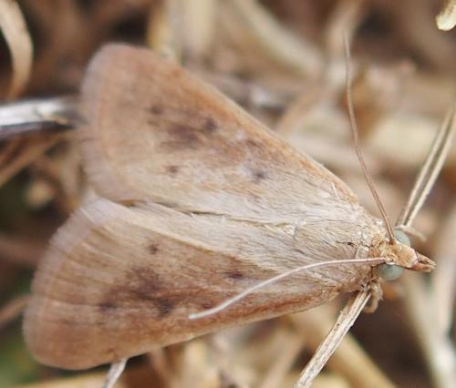 Réf. 182 074 : Achyra nudalis