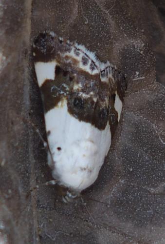Réf. 182 071 : Acontia lucida