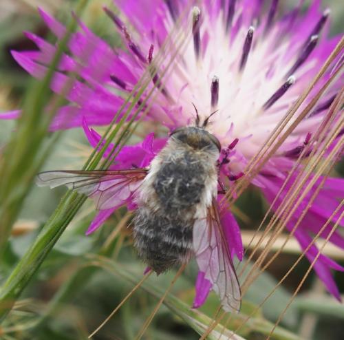 Réf. 182 372 : Bombyliini inconnu