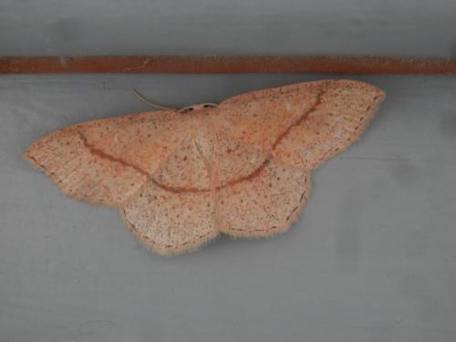 Réf. 182 322 : Cyclophora quercimontaria