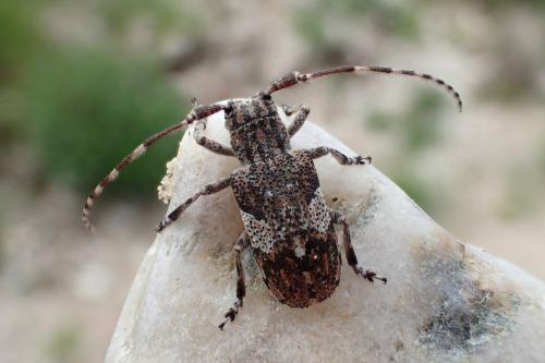 Mesosa nebulosa