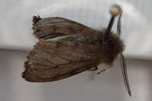 Diaphora sordida