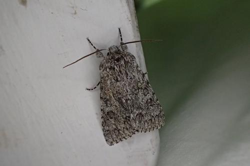 Réf. 182 529 : Acronicta euphorbiae