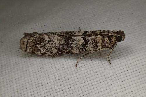 Dioryctria simplicella