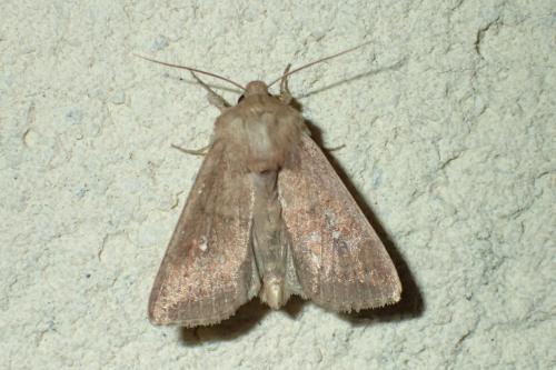 Réf. 182 530 : Mythimna albipuncta