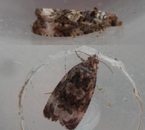 Réf. 182 509 : Endothenia sp.
