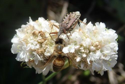 Réf. 182 694 : Rhynocoris erythropus
