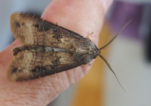 Réf. 182 615 : Agrotis ipsilon