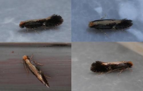 Monopis obviella