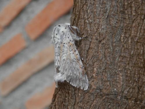 Cerura vinula