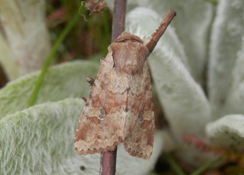 Réf. 182 934 : Apamea sordens
