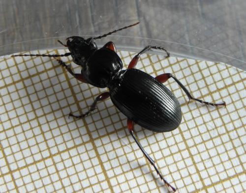Pterostichus madidus