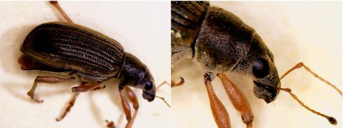 Polydrusus formosus