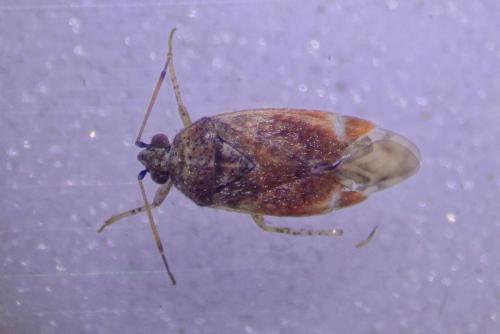 Psallus aurora