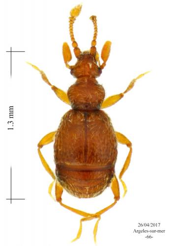 Bryaxis sp.
