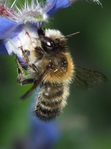 Megachile circumcincta