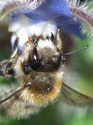 Réf. 182 087 : Megachile circumcincta