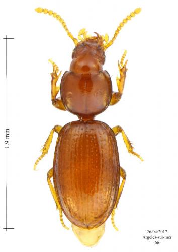 Réf. 182 320 : Reicheia lucifuga