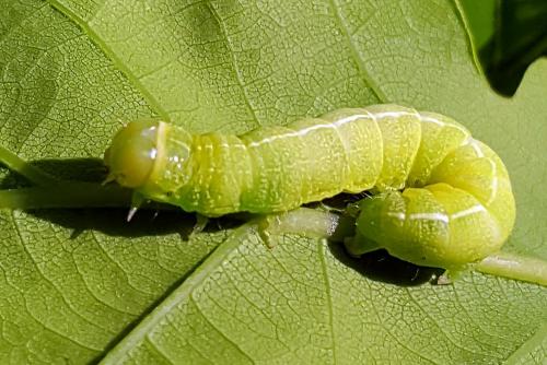 Dryobotodes eremita