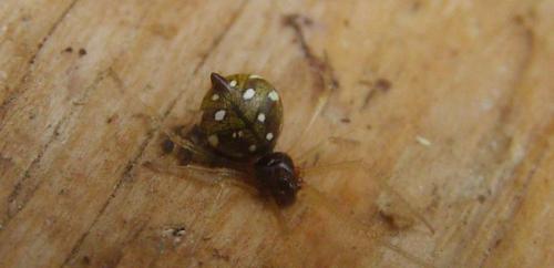 Réf. 182 677 : Neottiura uncinata