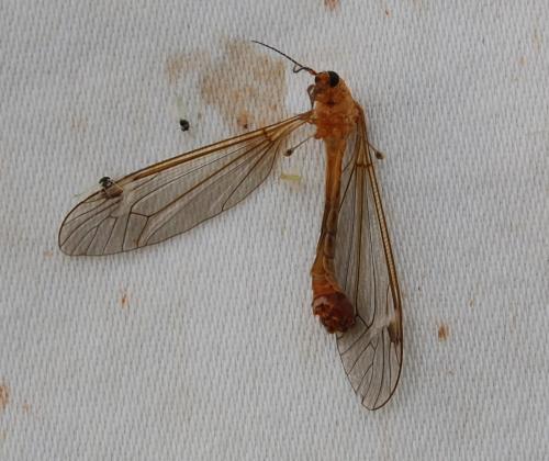 Tipula lunata