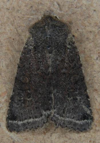 Xanthia ruticilla