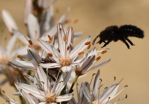Xylocopa violacea