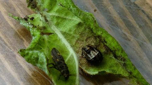 Réf. 182 943 : Adalia sp.