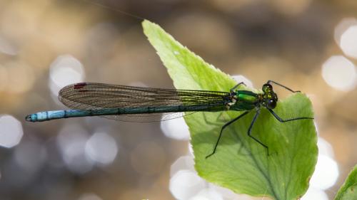 Mnais pruinosa