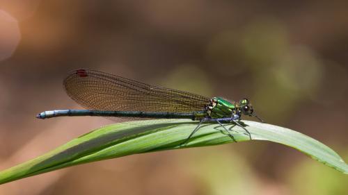 Mnais pruinosa