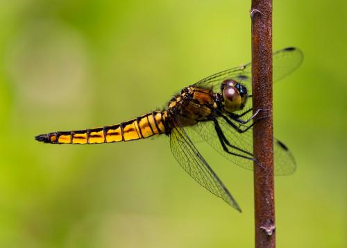 Réf. 182 301 : Lyriothemis pachygastra