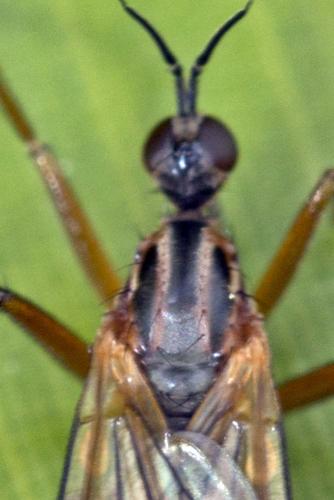 Empis trigramma