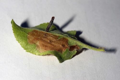 Coleophora hemerobiella