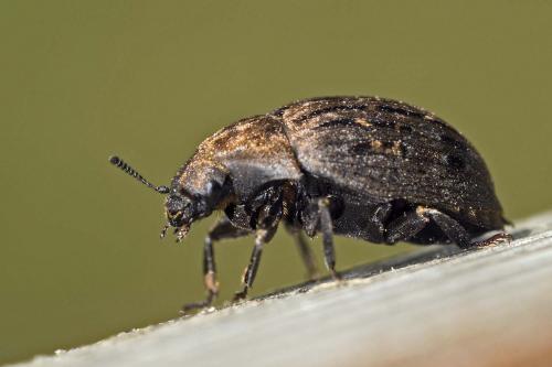 Byrrhus sp.